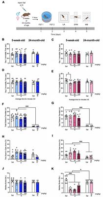 Acute (R,S)-Ketamine Administration Induces Sex-Specific Behavioral Effects in Adolescent but Not Aged Mice